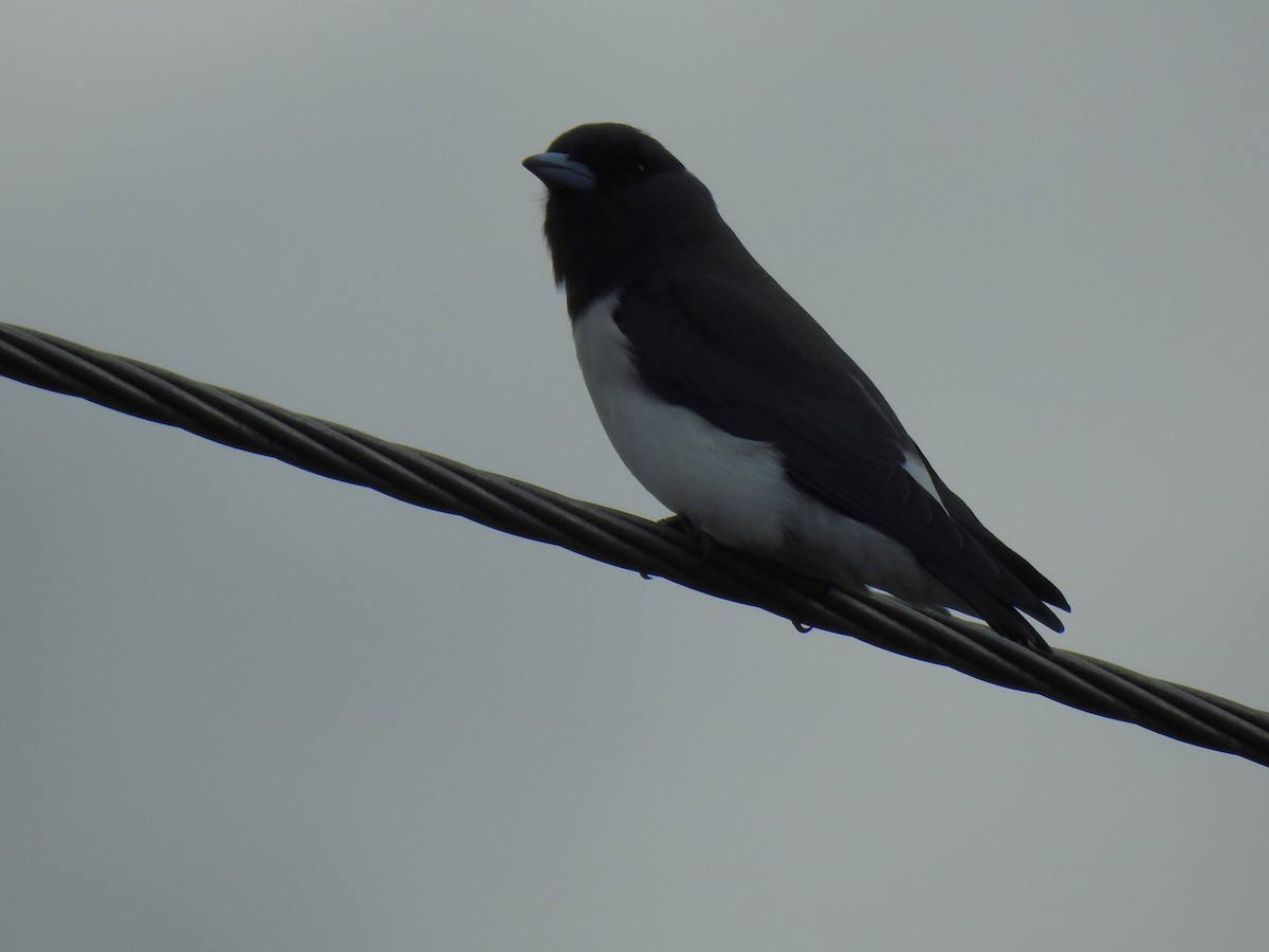 White-breasted Woodswallow - ML618009263