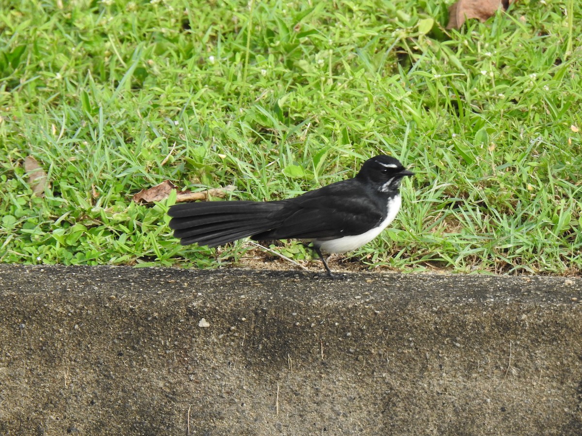 Willie-wagtail - ML618009267