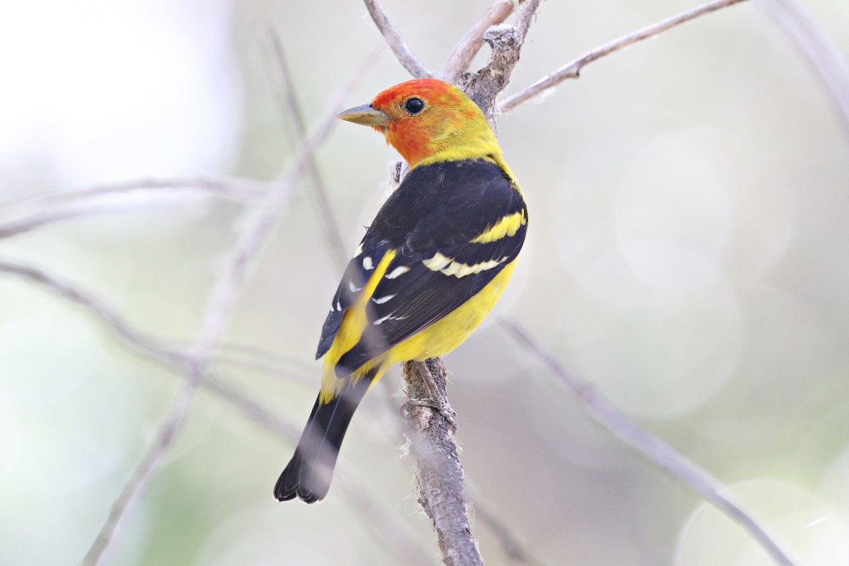 Western Tanager - ML618009276