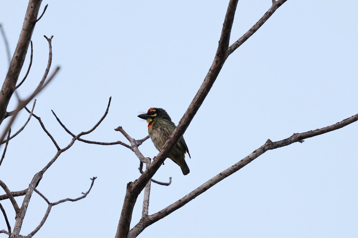 Coppersmith Barbet (Western Yellow-faced) - ML618009277