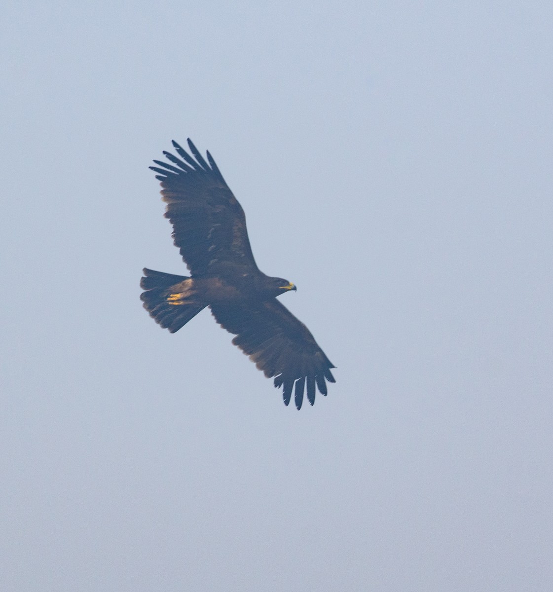 Indian Spotted Eagle - ML618009283