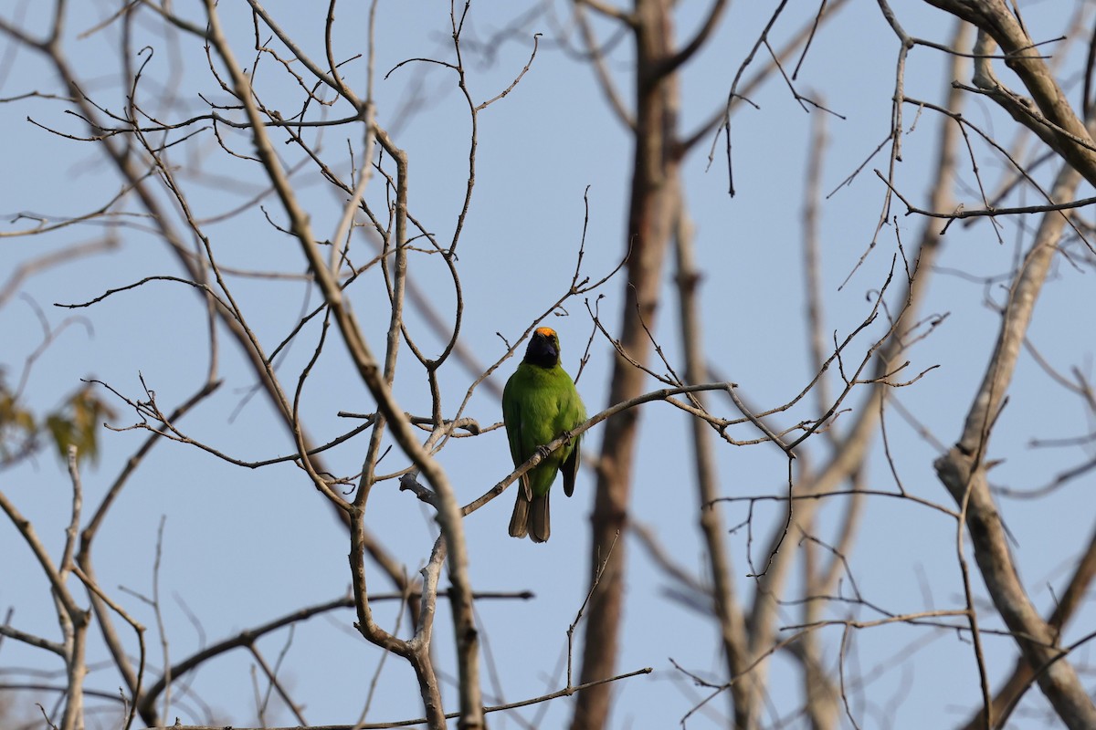 Golden-fronted Leafbird - Yu-Lian Shen