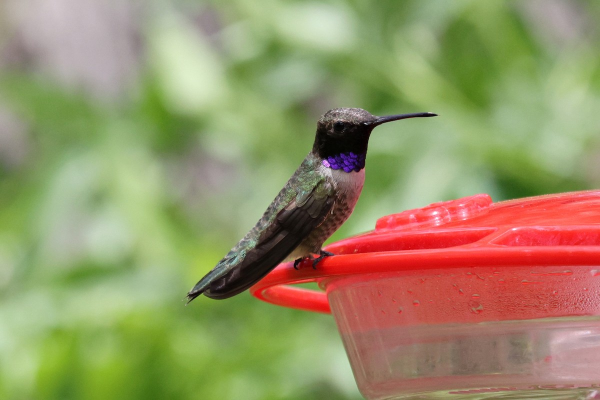 Black-chinned Hummingbird - ML618009291