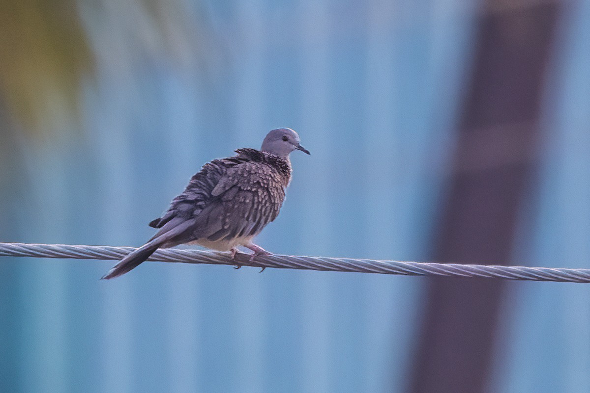 Spotted Dove - ML618009293