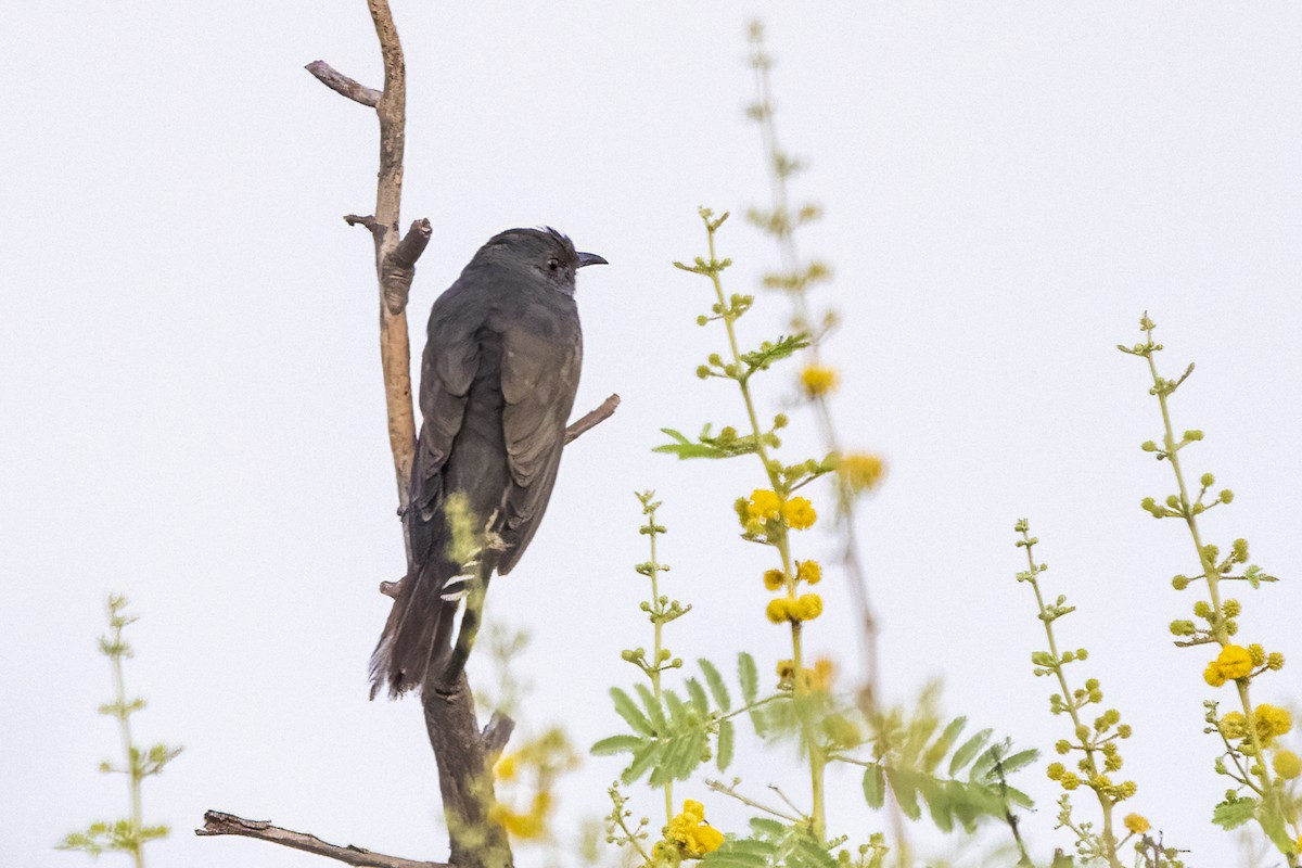 Gray-bellied Cuckoo - ML618009295