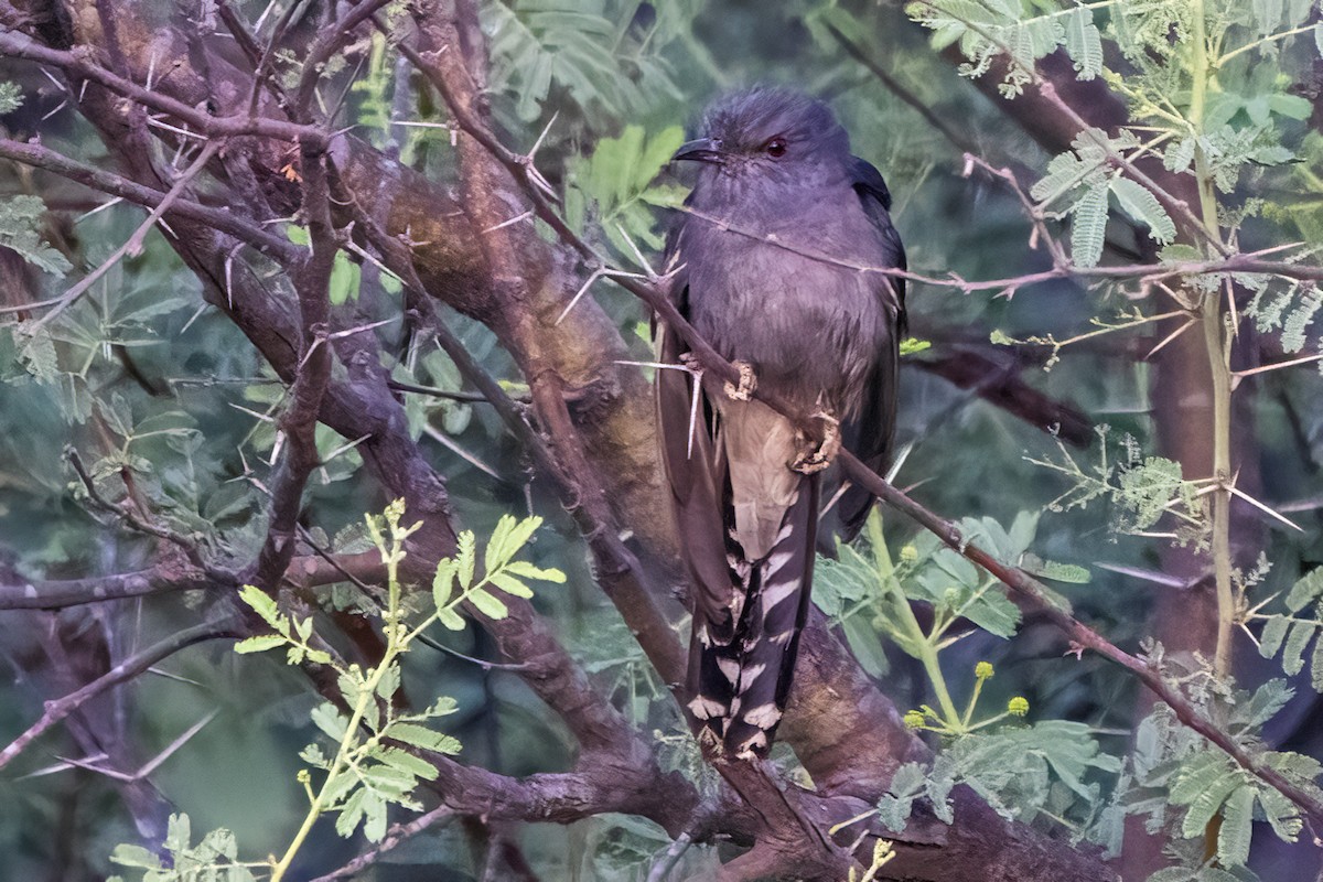 Gray-bellied Cuckoo - ML618009296