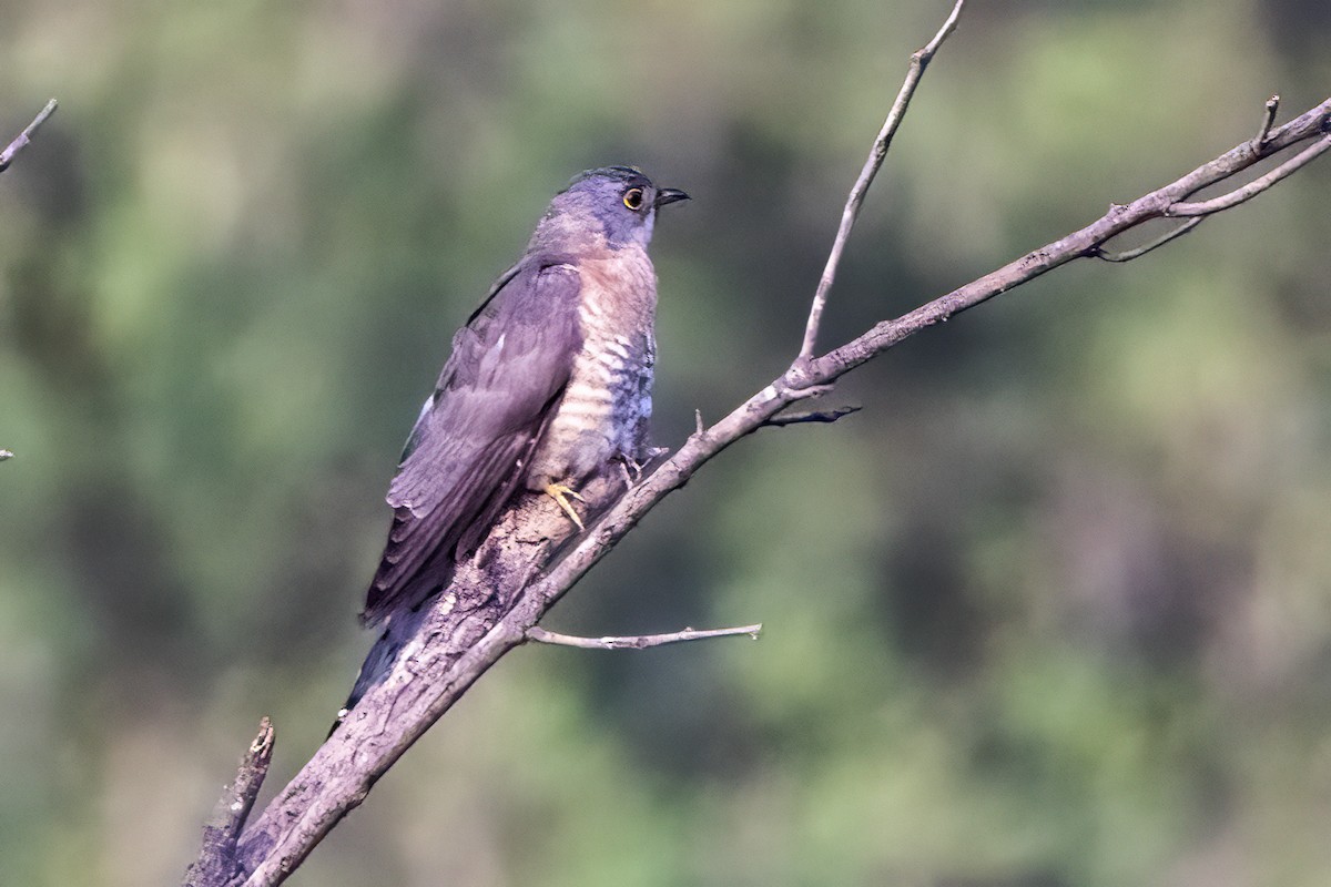 Common Hawk-Cuckoo - ML618009299