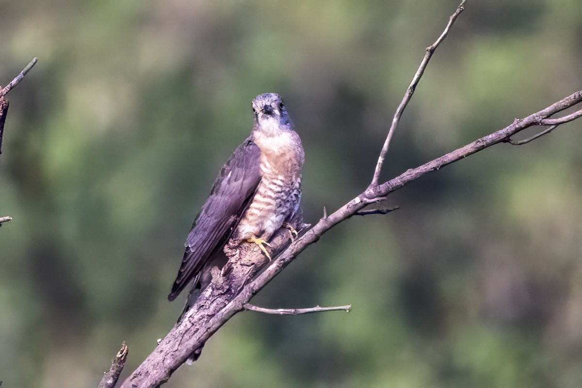 Common Hawk-Cuckoo - ML618009301