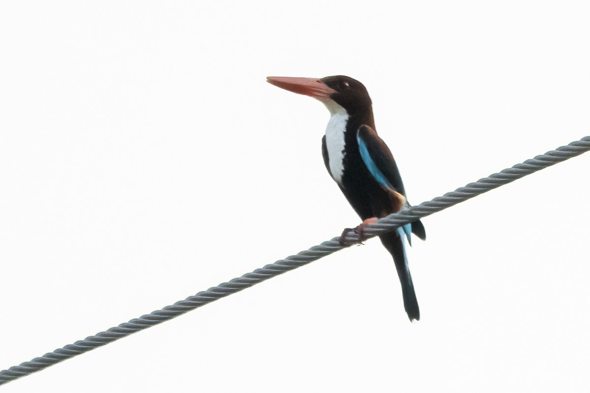 White-throated Kingfisher - Ravi Jesudas
