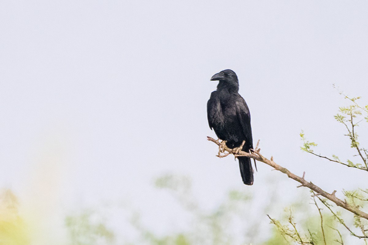 Large-billed Crow - ML618009317