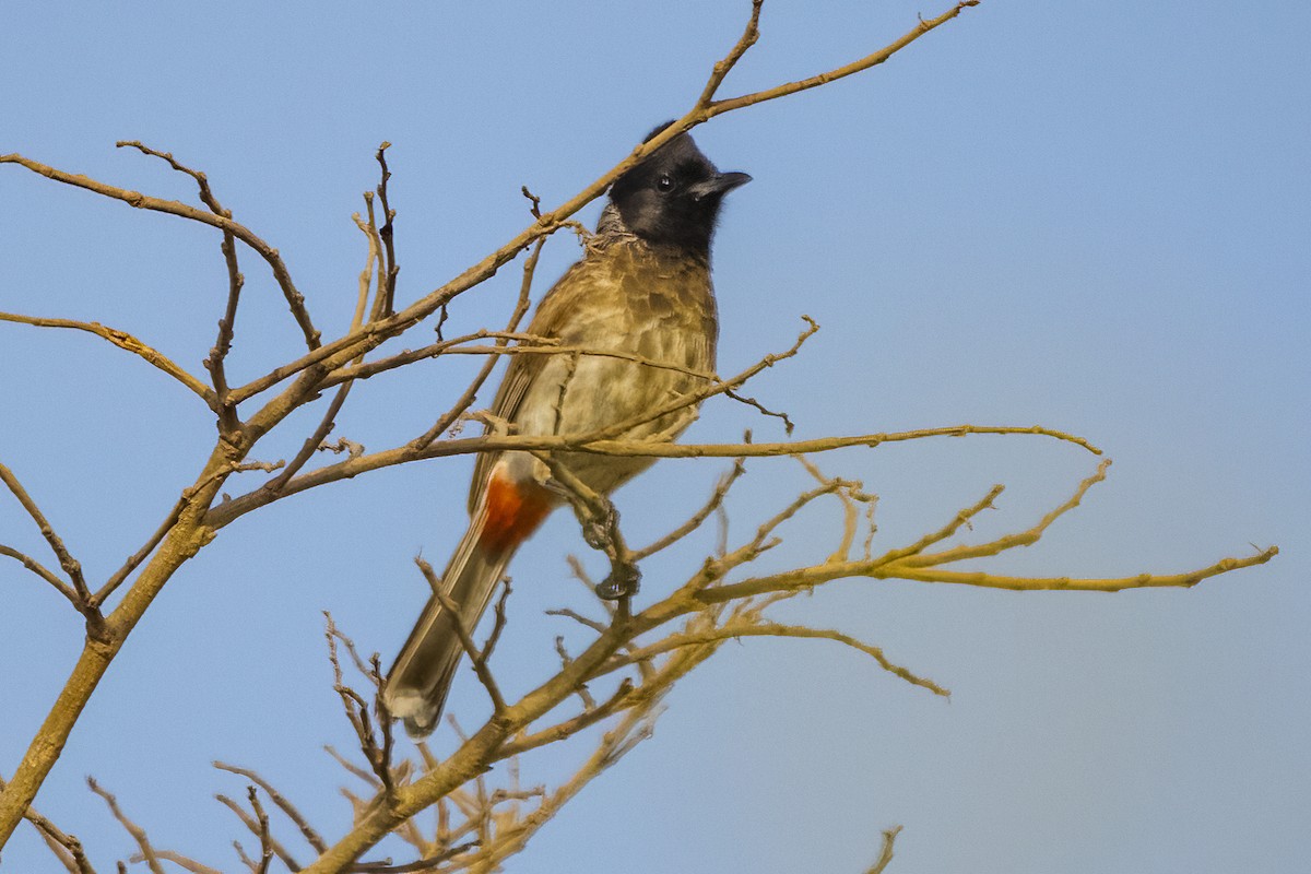 Red-vented Bulbul - ML618009321