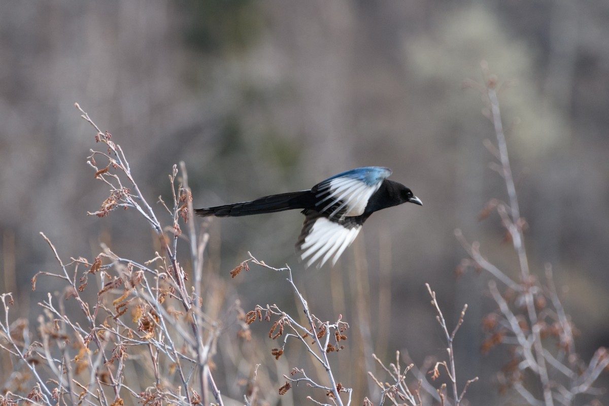 Black-billed Magpie - Jeremiah Fisher