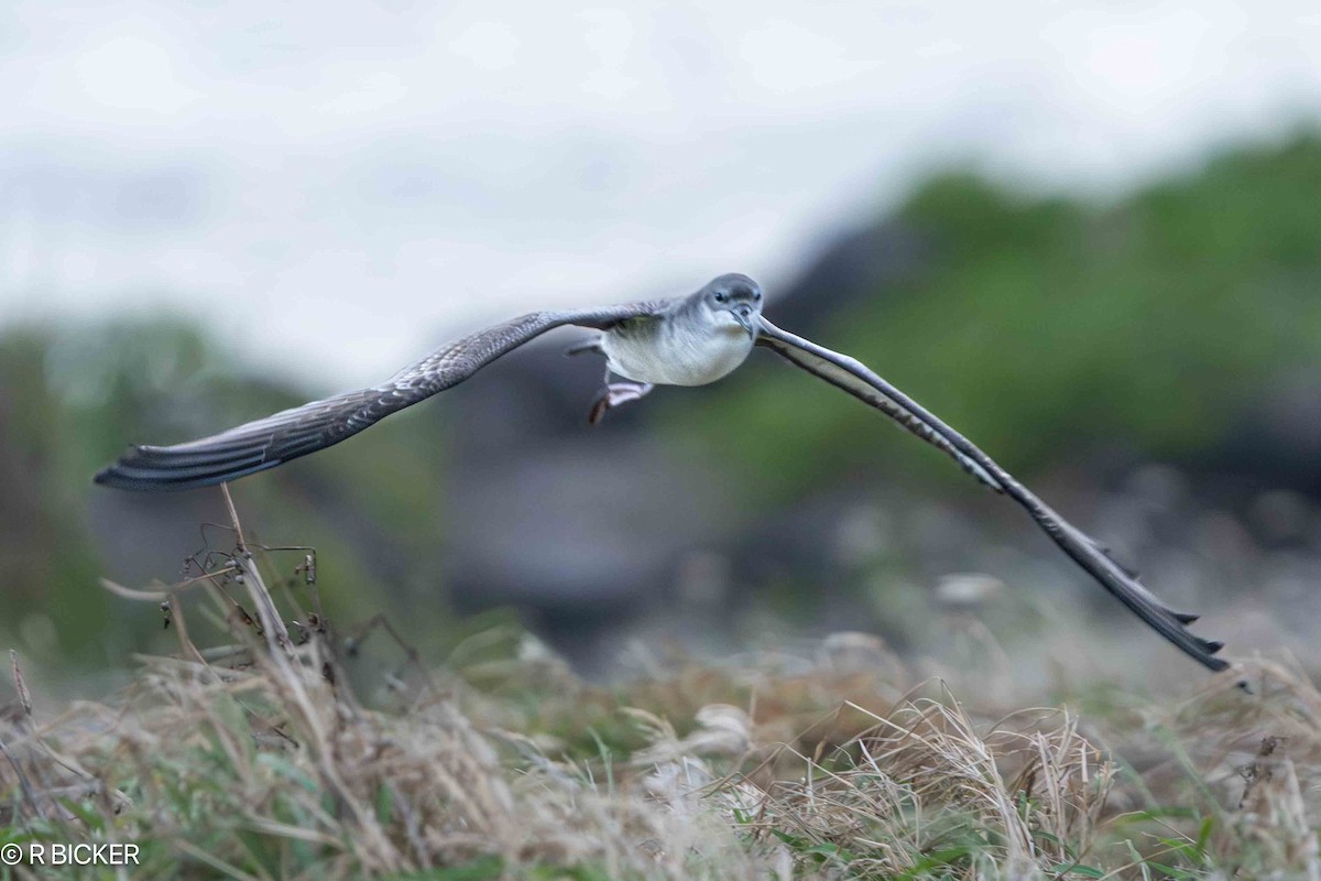 Wedge-tailed Shearwater - Rebecca Bicker
