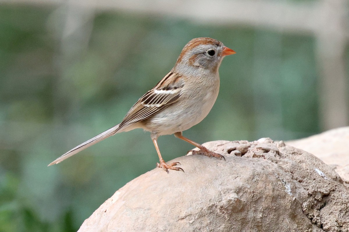 Field Sparrow - Ginger Spinelli