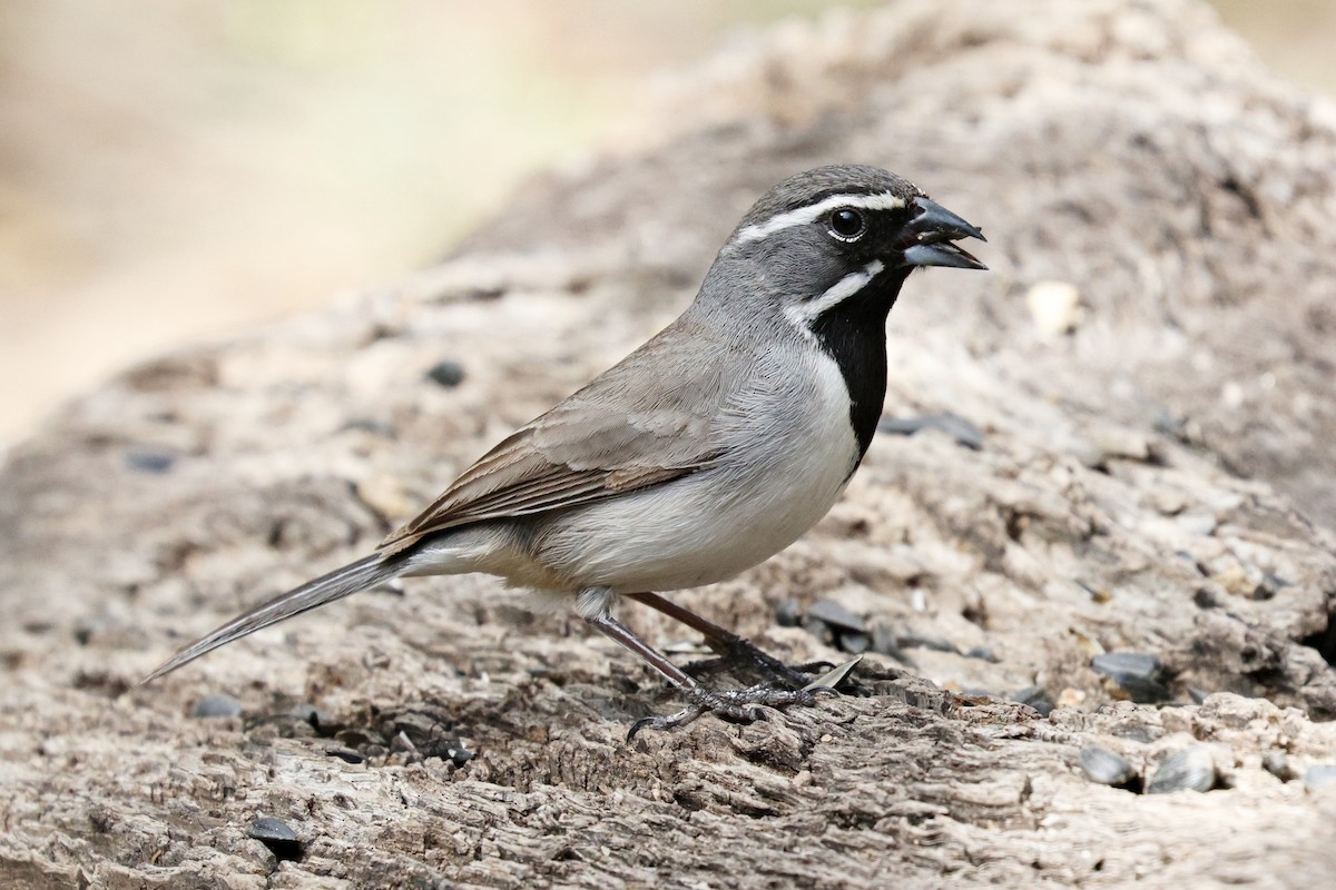 Black-throated Sparrow - ML618009374