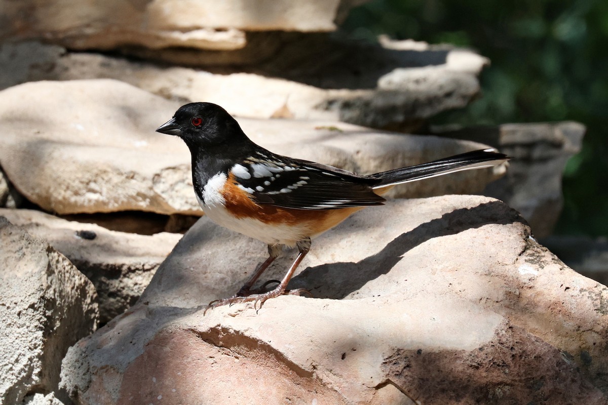 Spotted Towhee - ML618009376