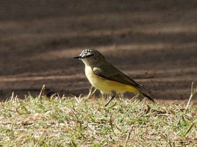 Yellow-rumped Thornbill - Audrey and John Chambers