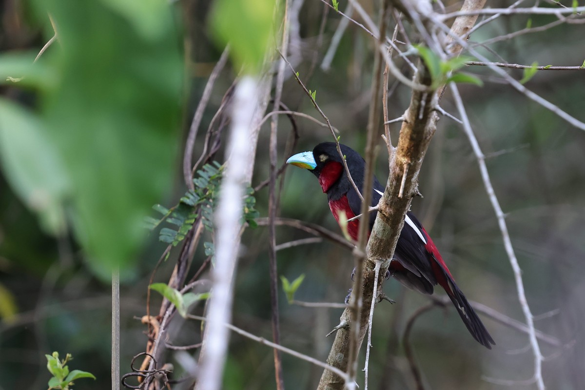 Black-and-red Broadbill (Black-and-red) - Yu-Lian Shen
