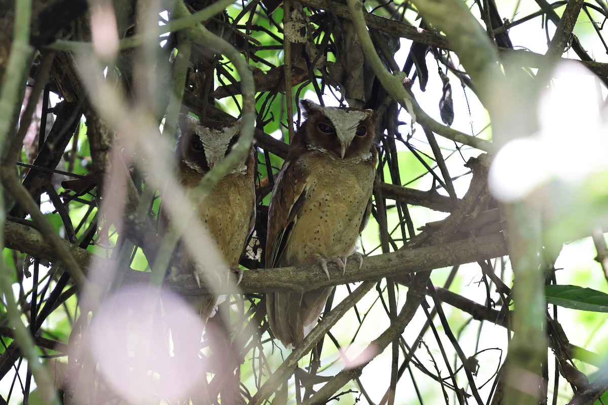 White-fronted Scops-Owl - ML618009408