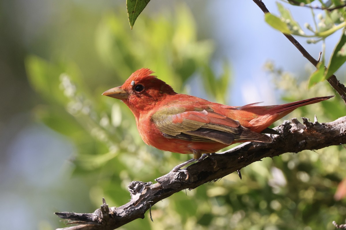 Summer Tanager - Alice Church