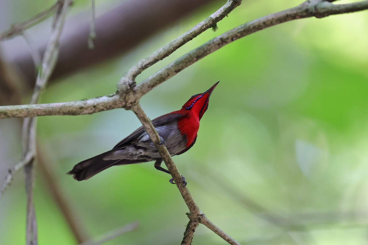 Crimson Sunbird (Goulpourah) - ML618009419