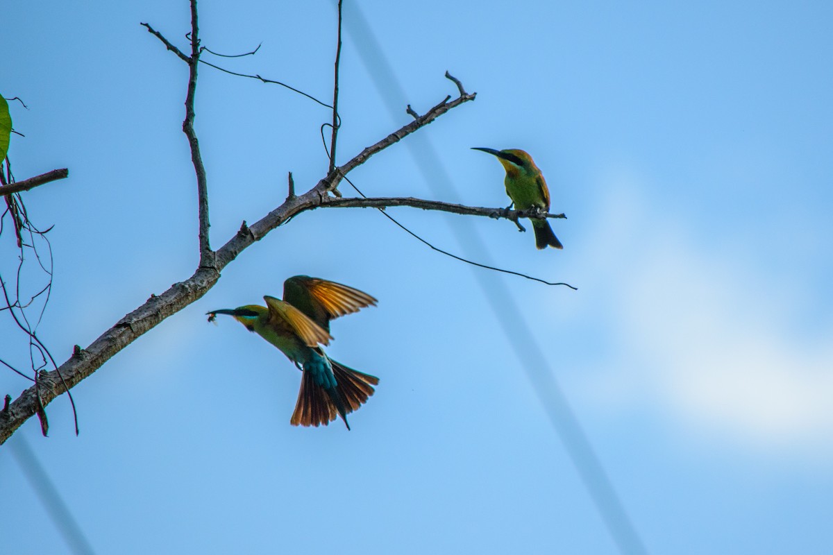 Rainbow Bee-eater - Tod Spencer