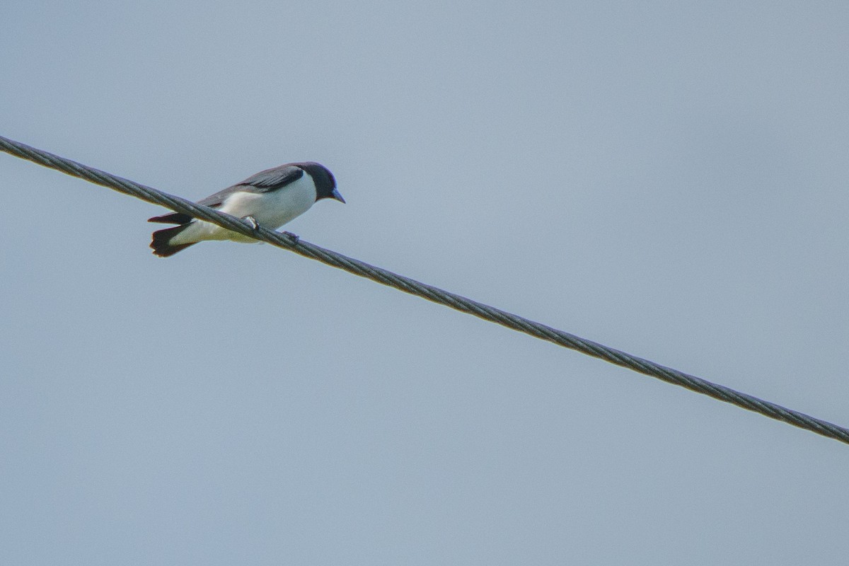 White-breasted Woodswallow - ML618009441