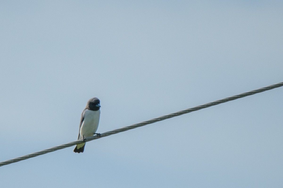 White-breasted Woodswallow - Tod Spencer