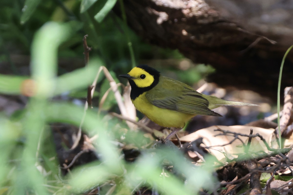 Hooded Warbler - Alice Church
