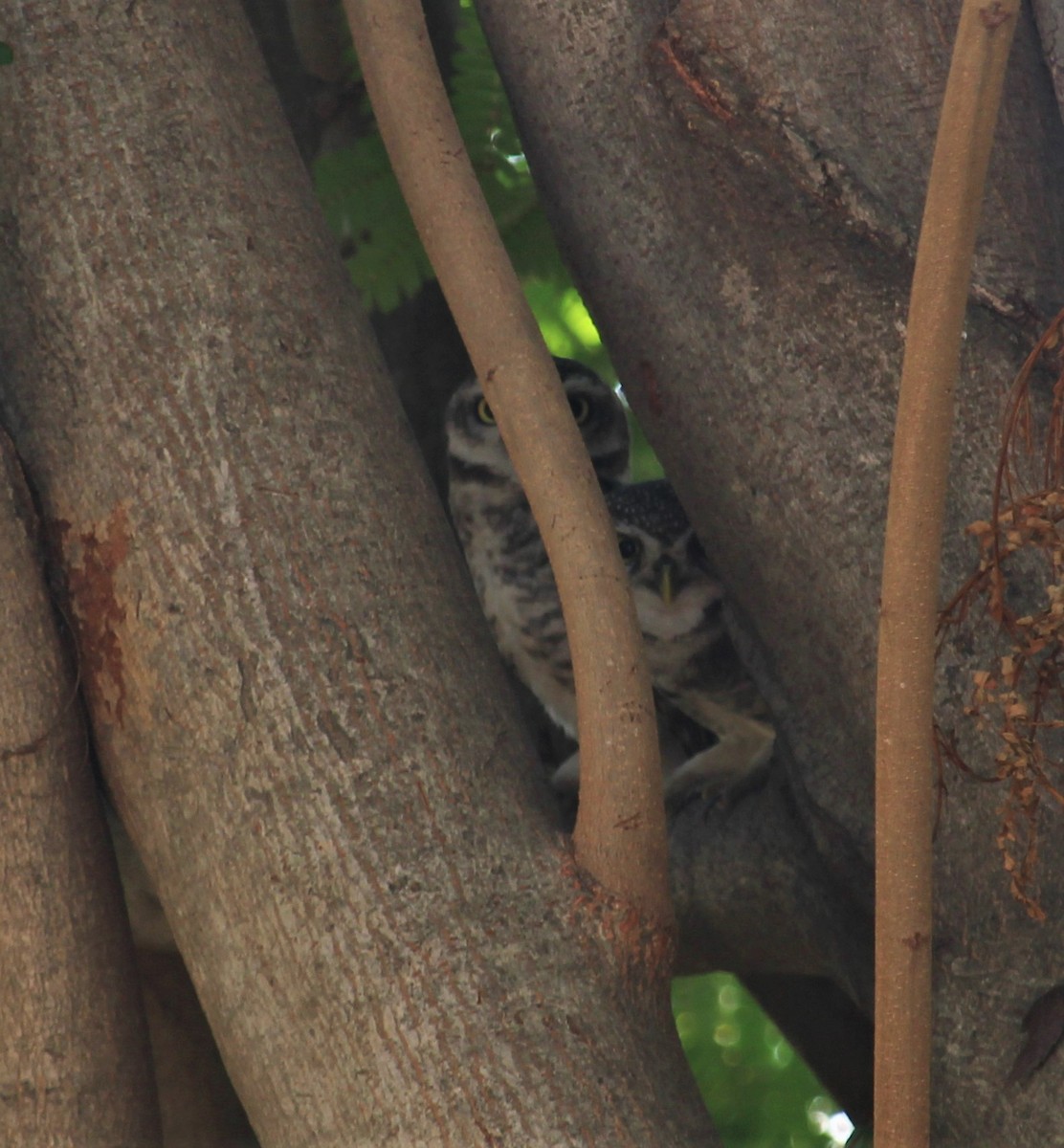Spotted Owlet - Dr Nandini Patil