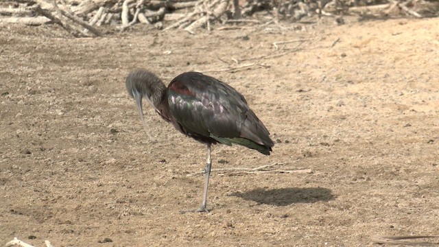 ibis hnědý - ML618009490
