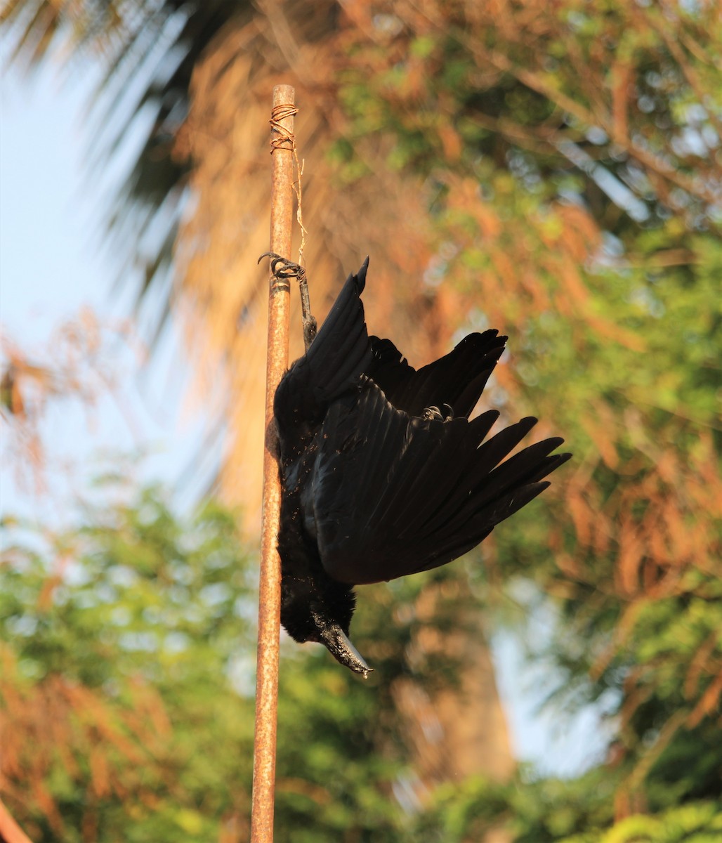 Large-billed Crow - Dr Nandini Patil