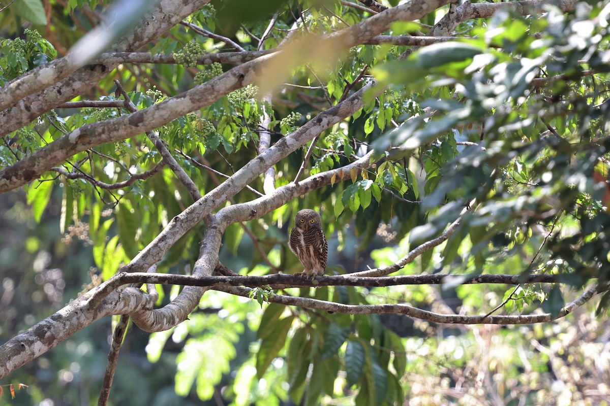 Asian Barred Owlet - ML618009505