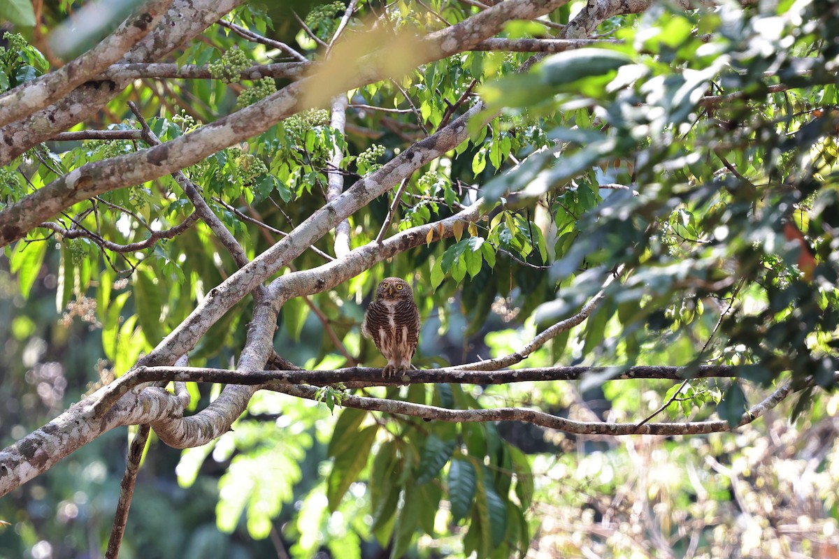 Asian Barred Owlet - ML618009506