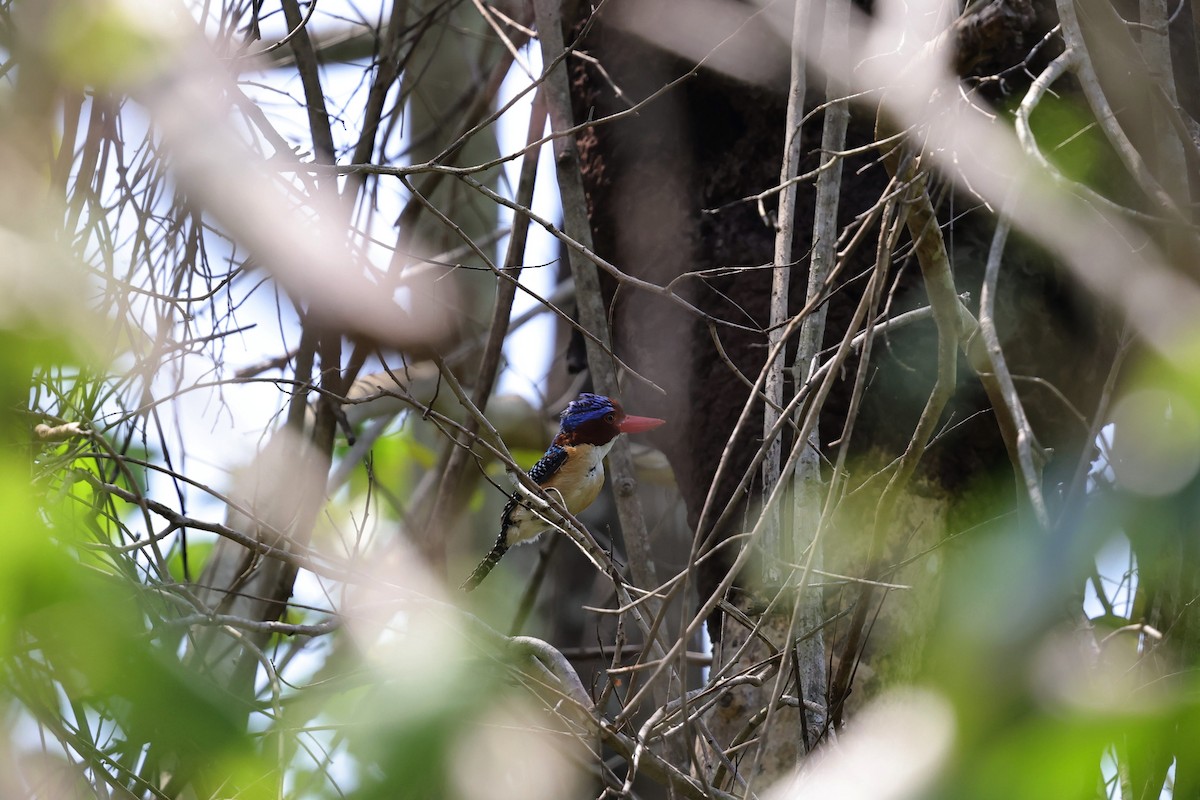 Banded Kingfisher (Banded) - ML618009509