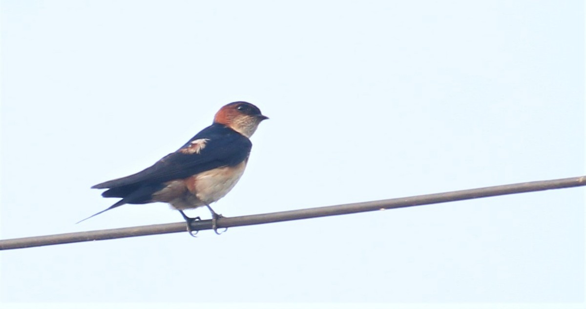 Red-rumped Swallow - Dr Nandini Patil