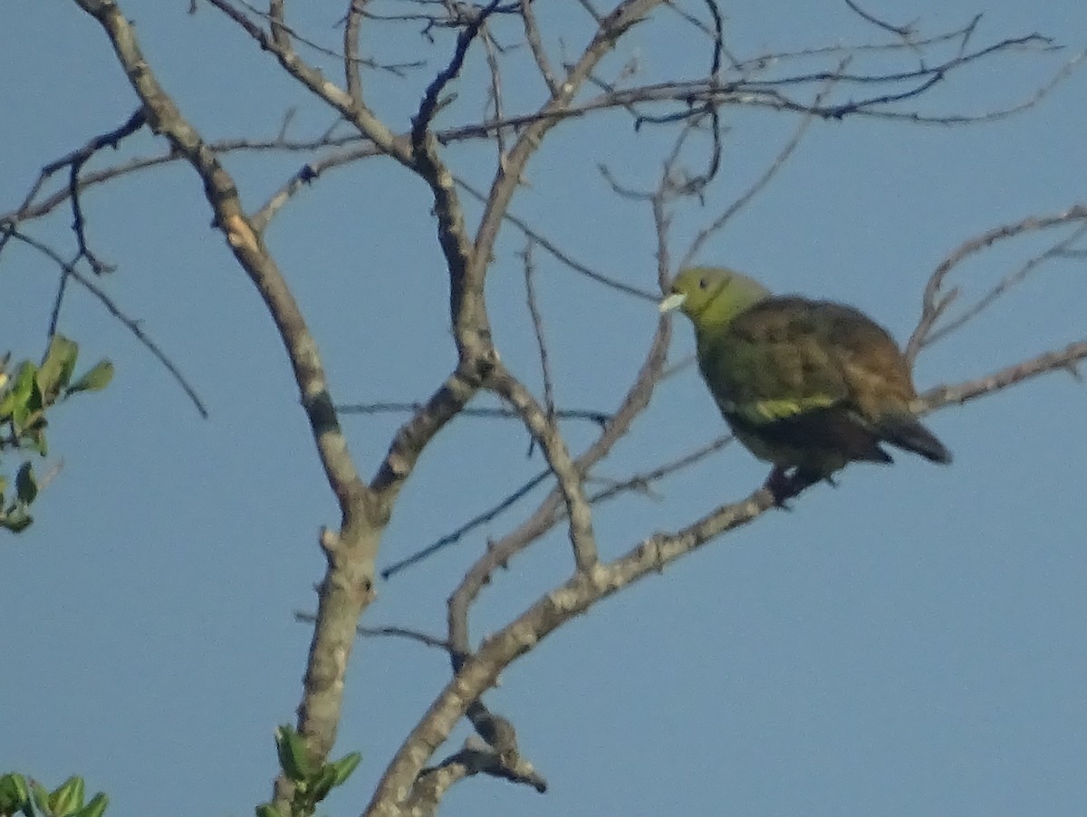 Sri Lanka Green-Pigeon - ML618009530