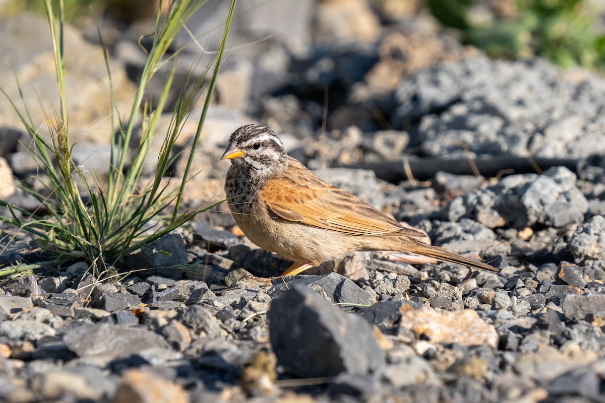 Striolated Bunting - ML618009534