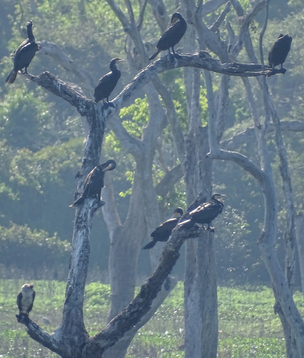 Great Cormorant - Sri Srikumar
