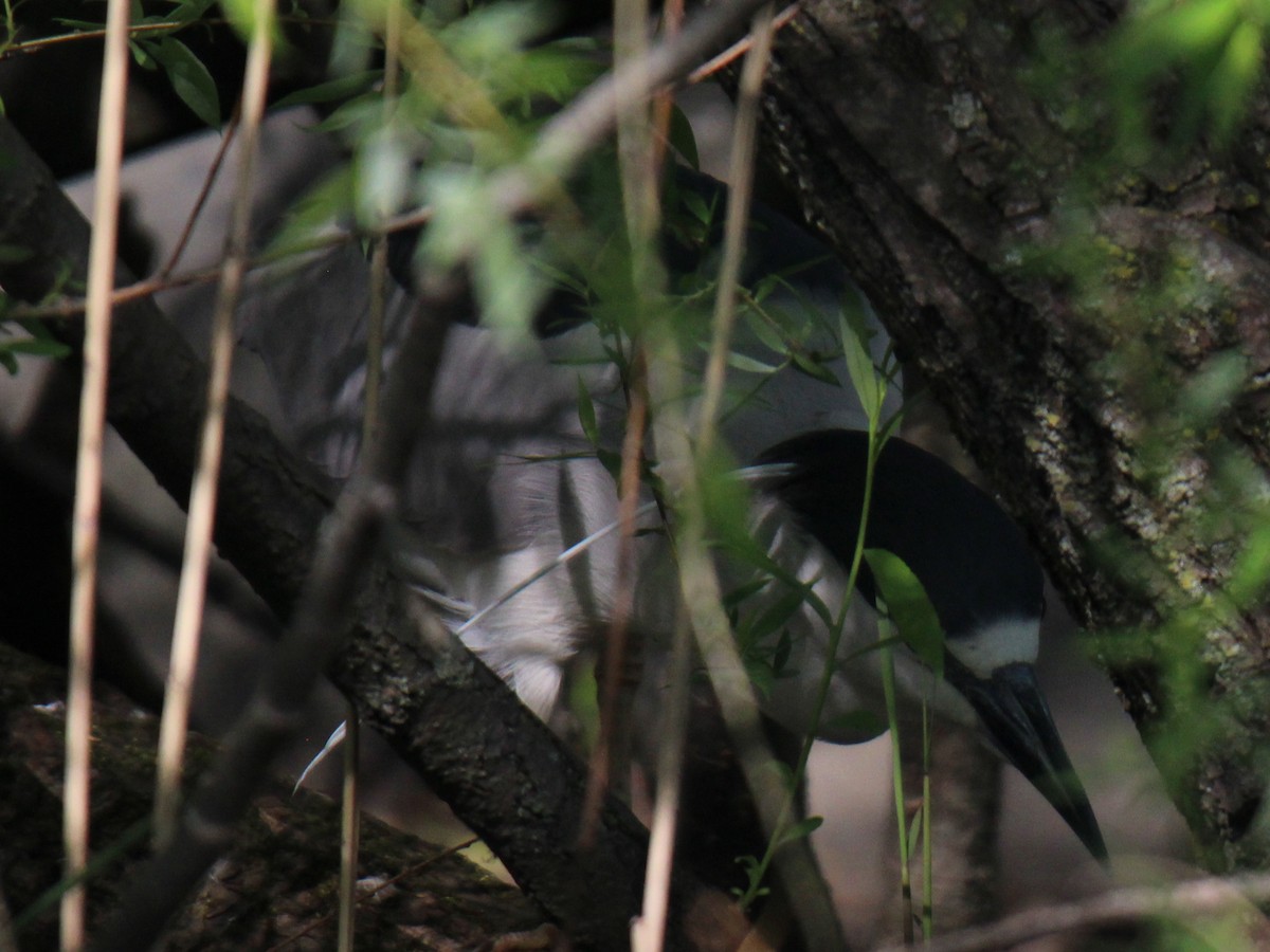 Black-crowned Night Heron (American) - ML618009563