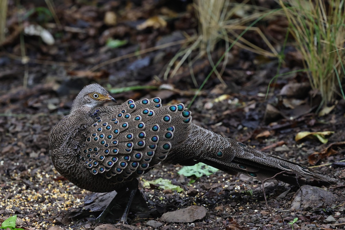 Gray Peacock-Pheasant - ML618009570