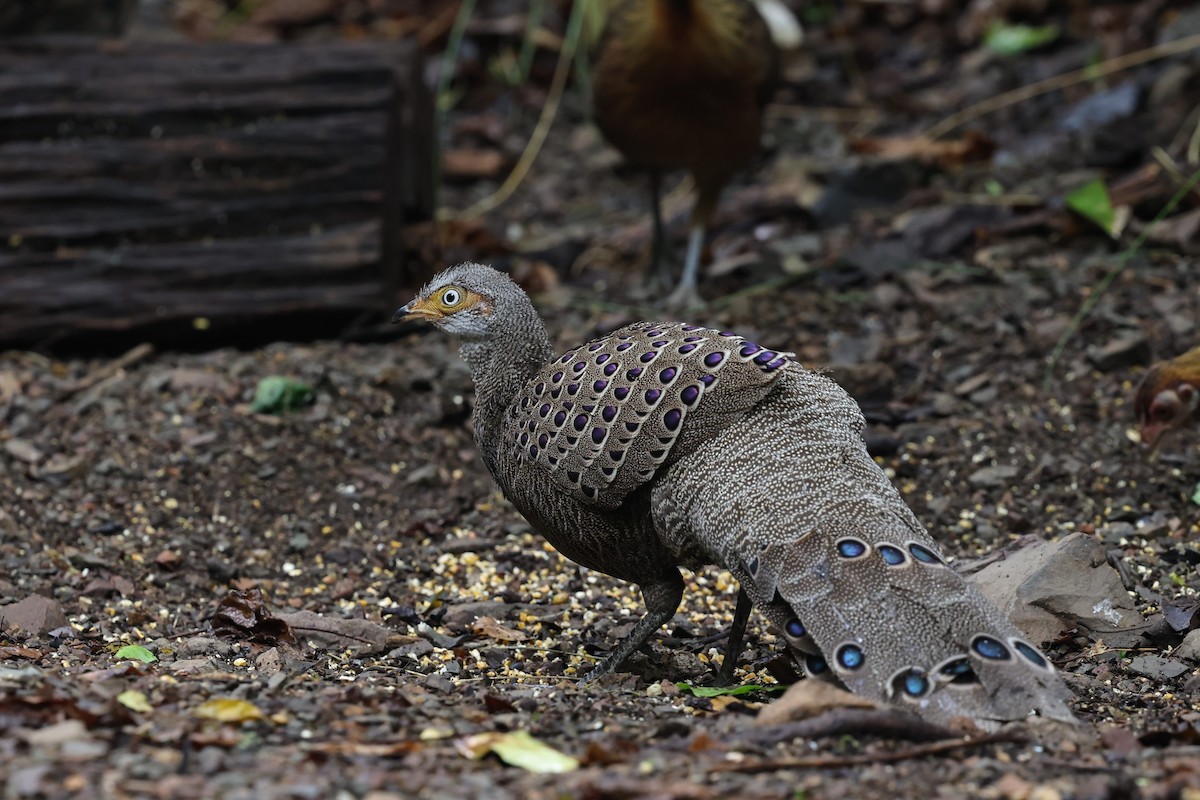 Gray Peacock-Pheasant - ML618009572
