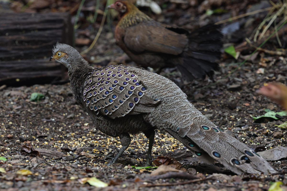 Gray Peacock-Pheasant - ML618009573