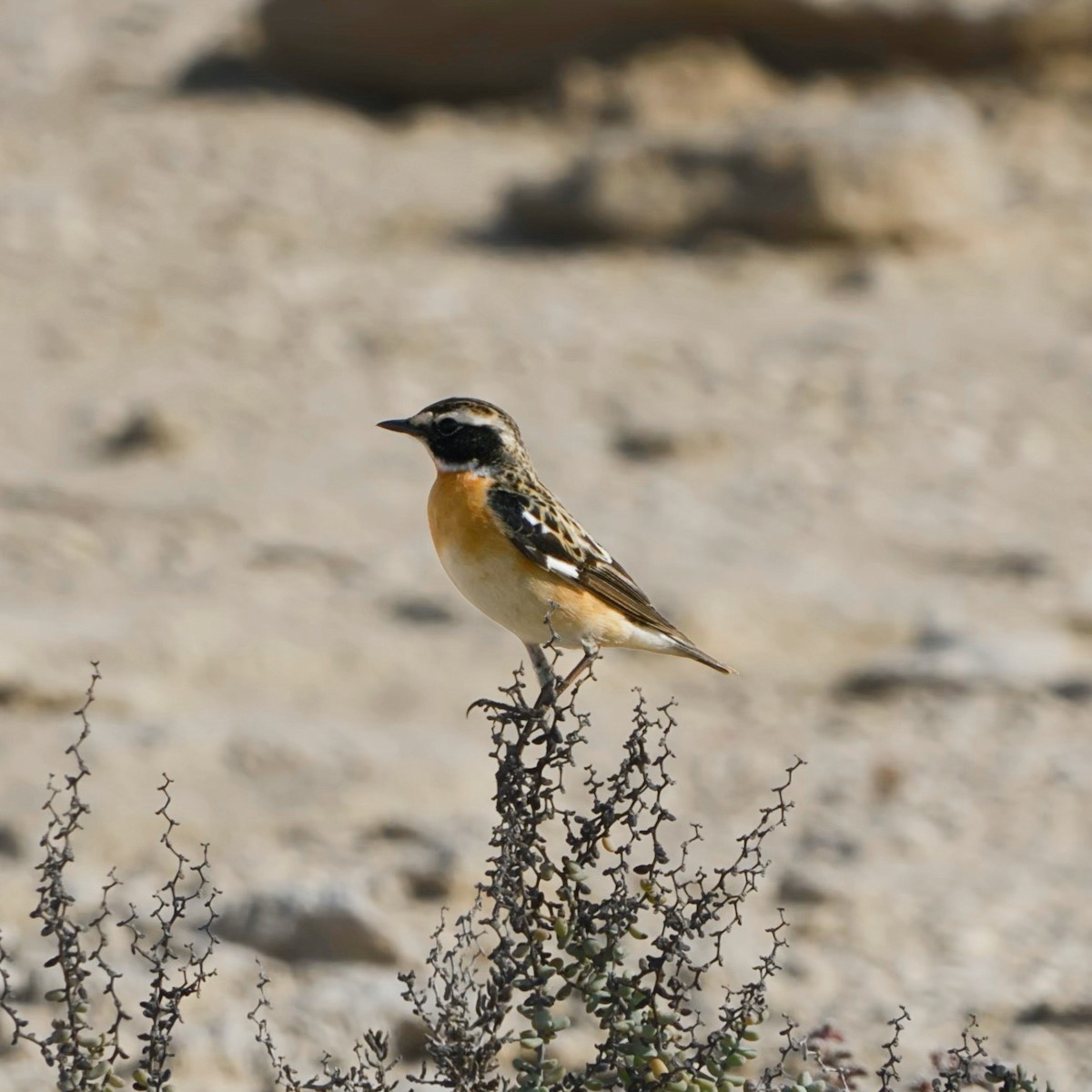Whinchat - ML618009602