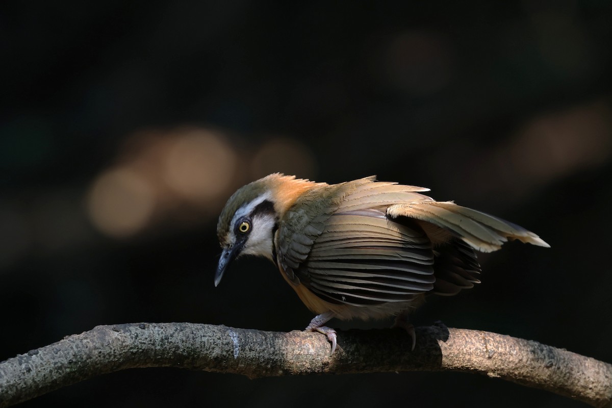 Lesser Necklaced Laughingthrush - ML618009618