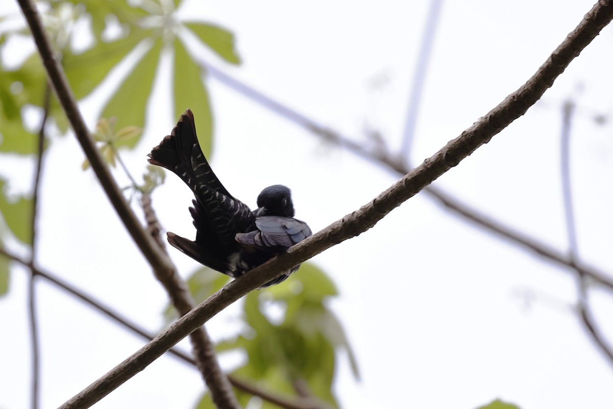 Square-tailed Drongo-Cuckoo - ML618009653