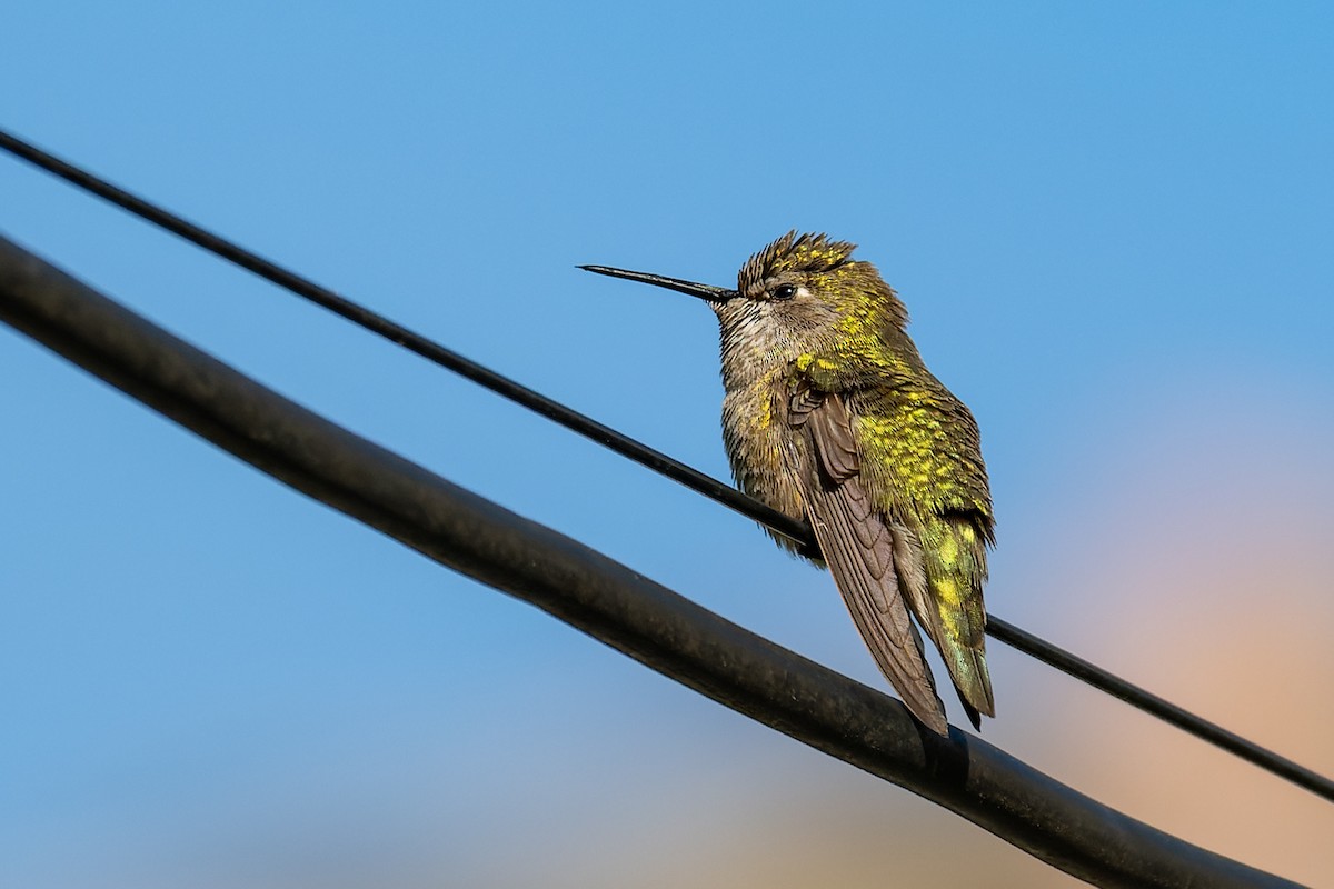hummingbird sp. - ML618009654