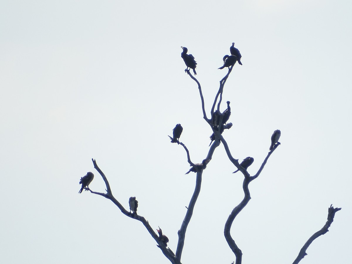 Great Cormorant - Sri Srikumar