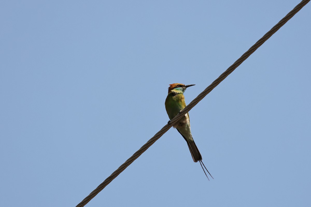 Asian Green Bee-eater - ML618009750