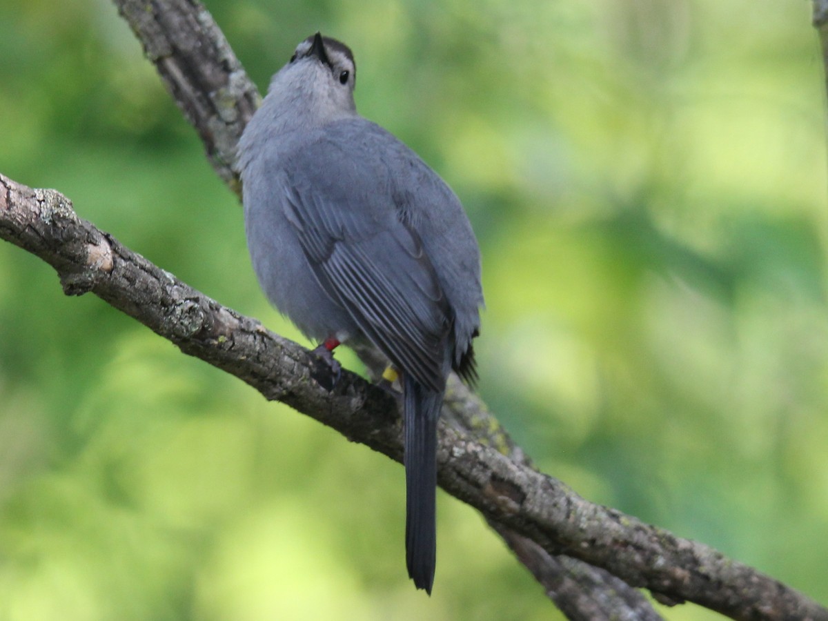 Gray Catbird - Mala Nagarajan